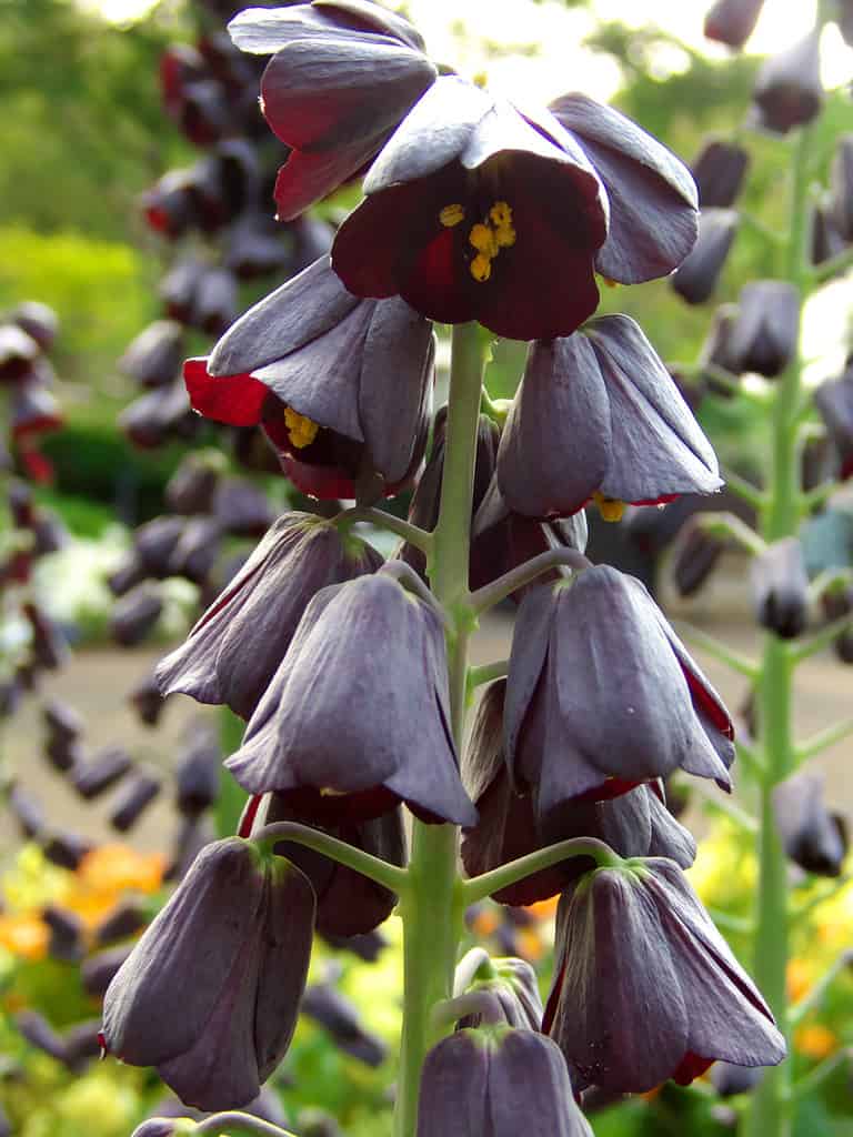 vero giglio persiano nero fiorisce