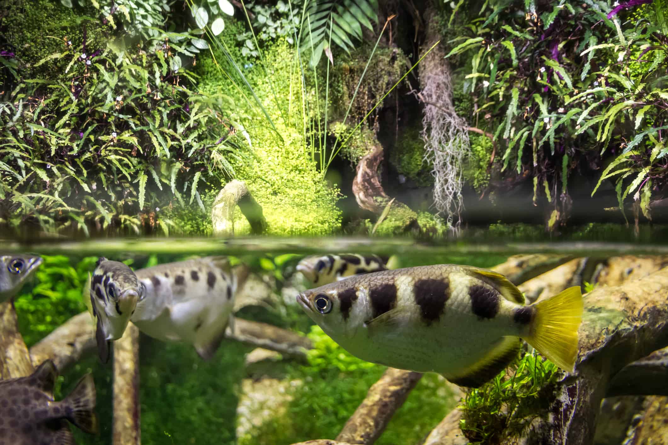 Archerfish in acqua di mangrovie