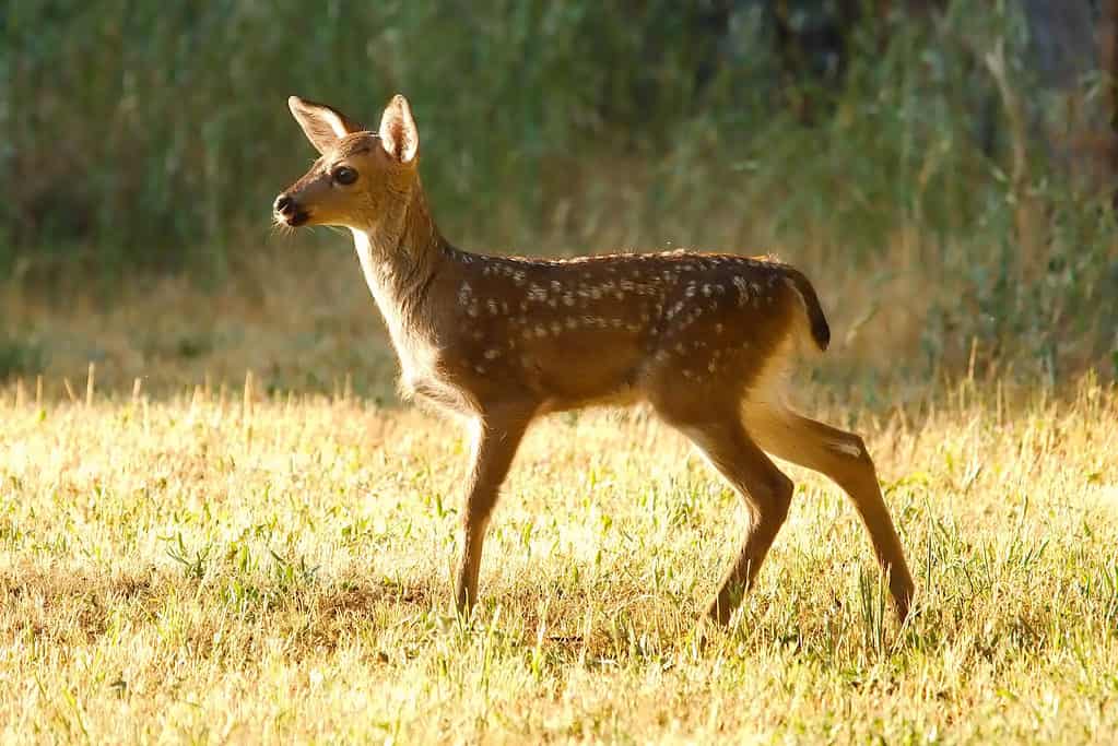Cervo dalla coda nera fulvo