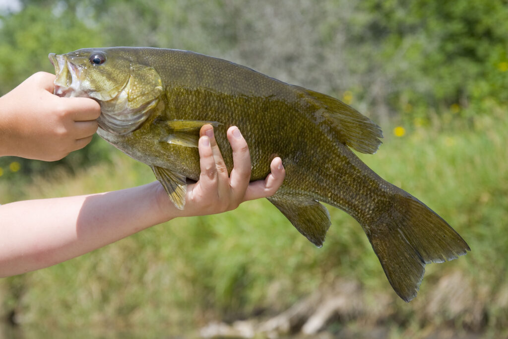 Il branzino può essere trovato a Lake George