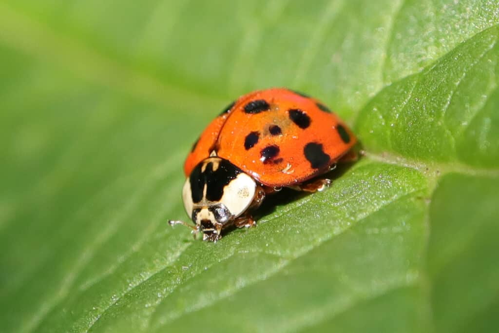 scarabeo di signora asiatica su una foglia