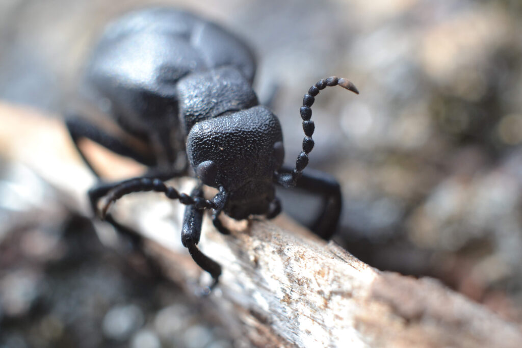 scarabeo petrolifero americano