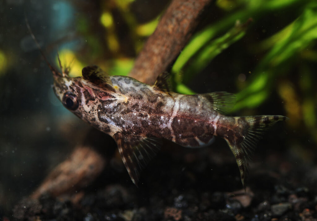 Pesce gatto capovolto