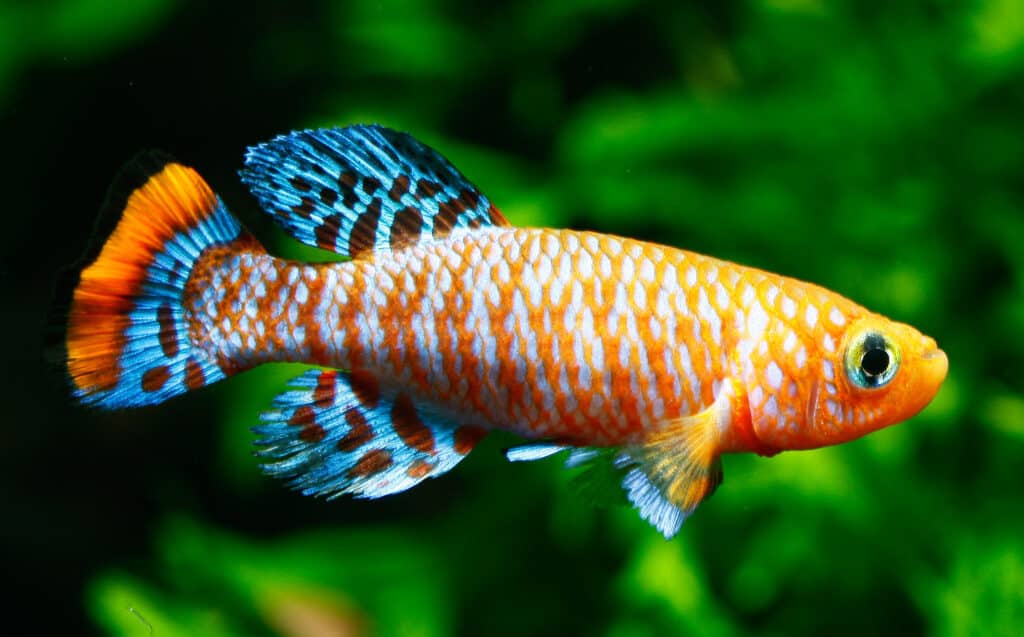 Pesce Killi