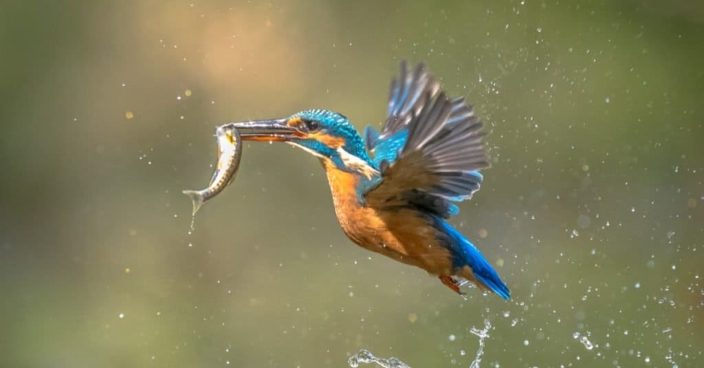 Martin pescatore europeo comune (Alcedo atthis).