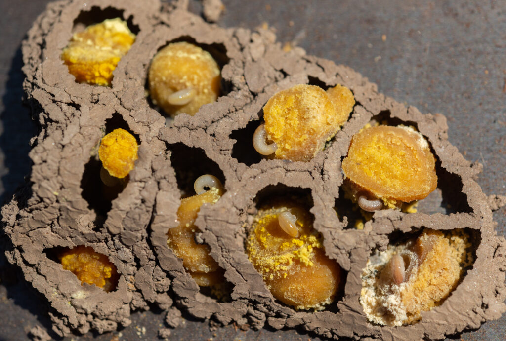 Larve di Mason Bee che si sviluppano nelle cellule del nido di fango (Osmia lignaria), ci sono nove celle di covata all'interno della camera di covata.  Le larve sono visibili in sei di esse.  Le larve sembrano minuscoli vermi bianchi.  Le cellule di covata vengono rifornite di una sfera dorata di nettare e polline.