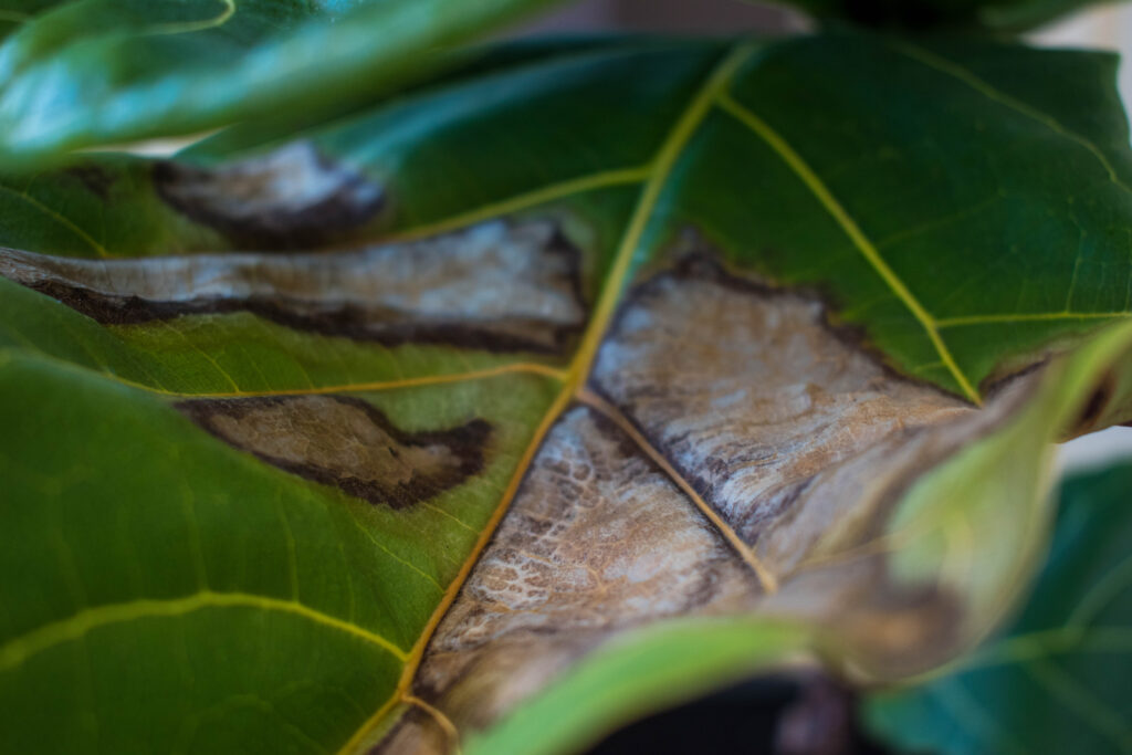 Una pianta di fico a foglia di violino sott'acqua con macchie marroni.  cura del fico foglia di violino, irrigazione irregolare, problemi con le piante domestiche, problemi, concetti di giardiniere inesperto.