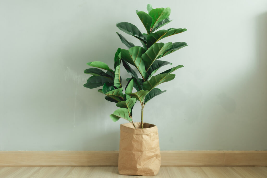 Fiddle Leaf Pianta di fico con vaso di carta nella stanza di un appartamento.