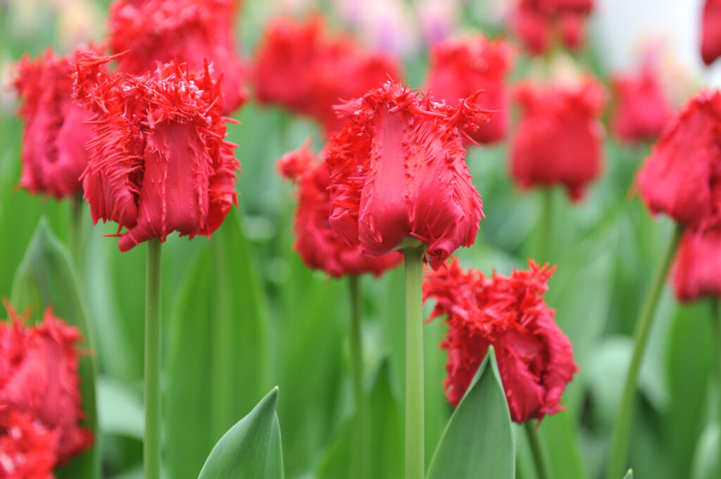 Tulipano delle Barbados