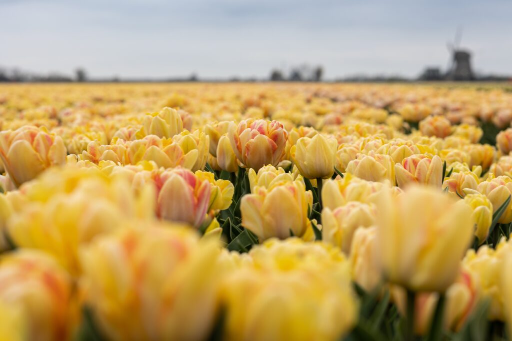 tulipano foxtrot