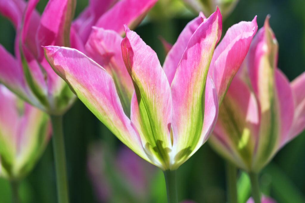 I tulipani