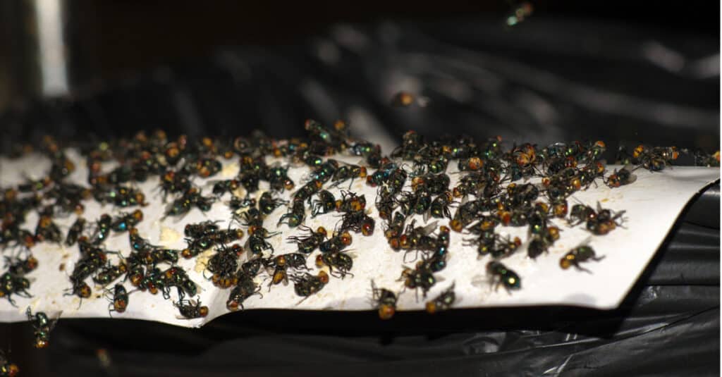 La carta moschicida può essere utilizzata per intrappolare le mosche