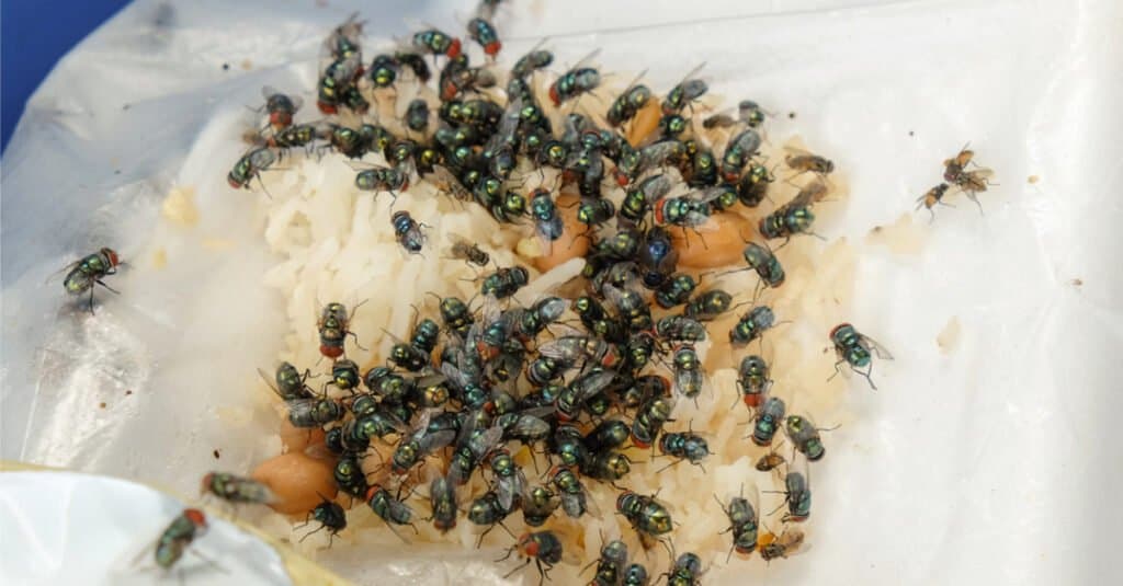 Le mosche sono attratte dalla spazzatura 