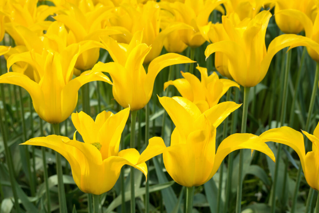 Flashback tulipano