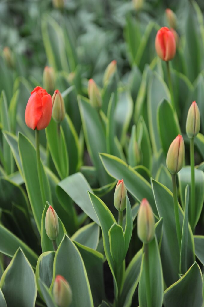 Tulipano viaggiatore