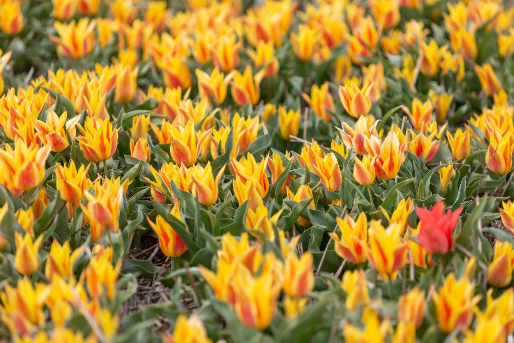 Tulipano rosso di luna