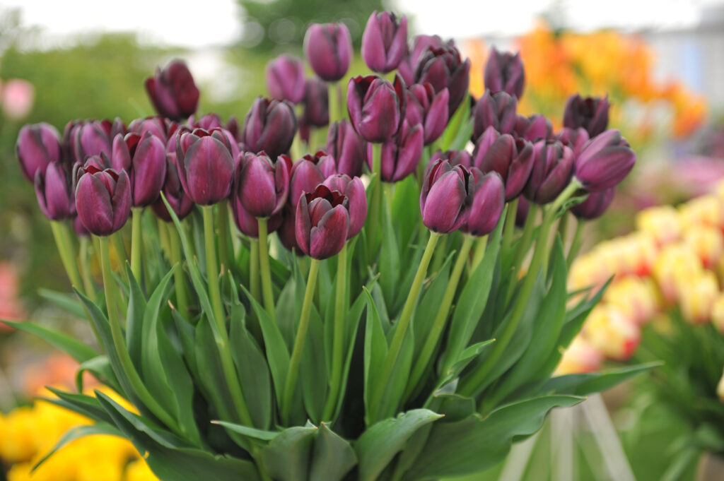 Cafè Noire Tulip