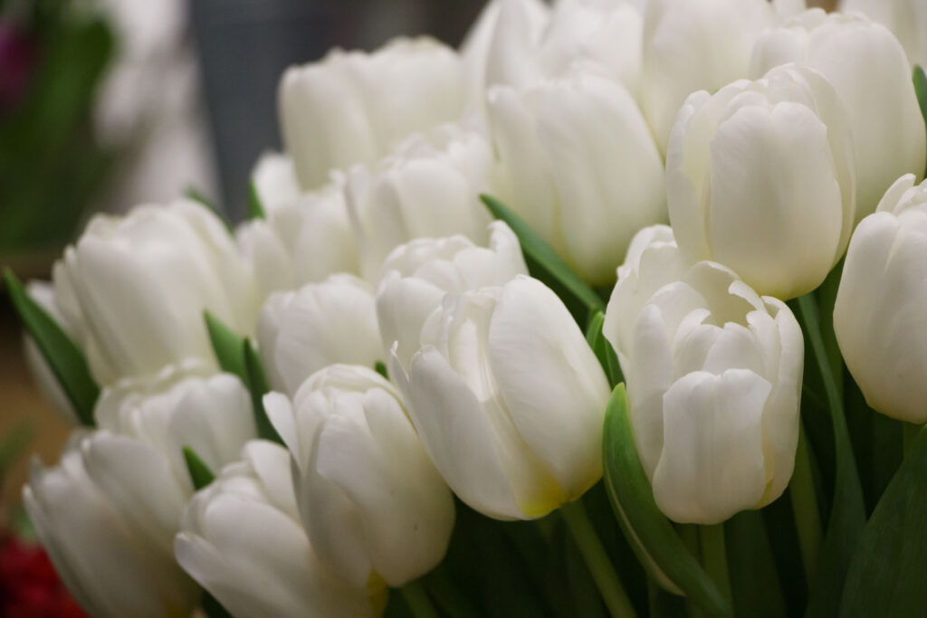Tulipano dell'Antartide
