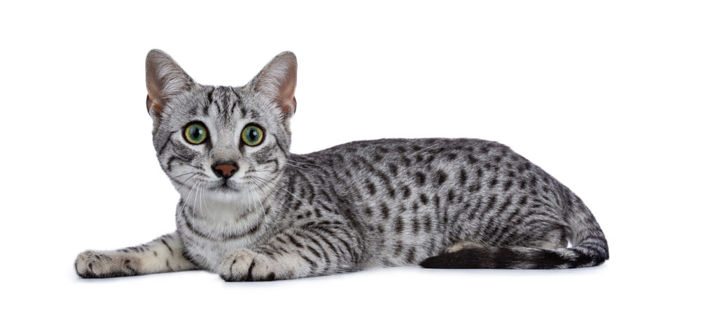 mau egiziano