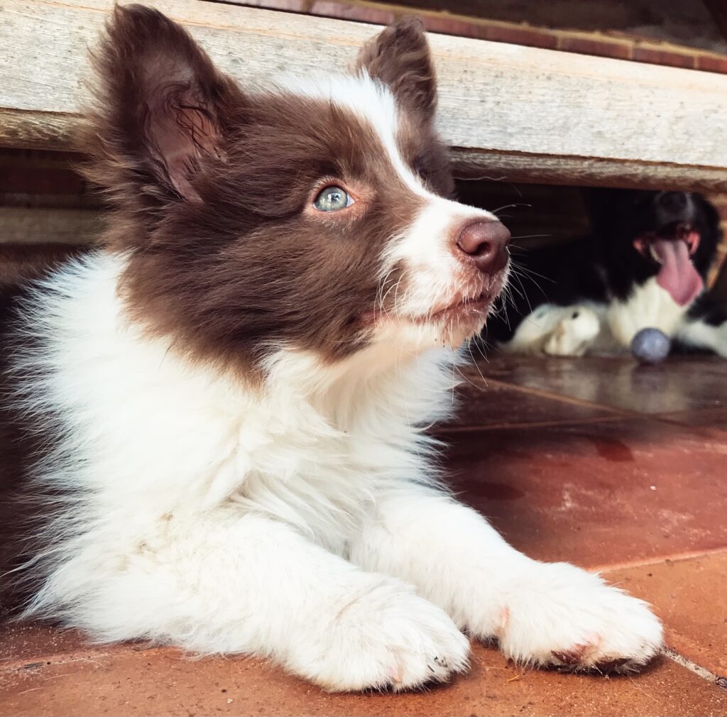 cucciolo di border collie