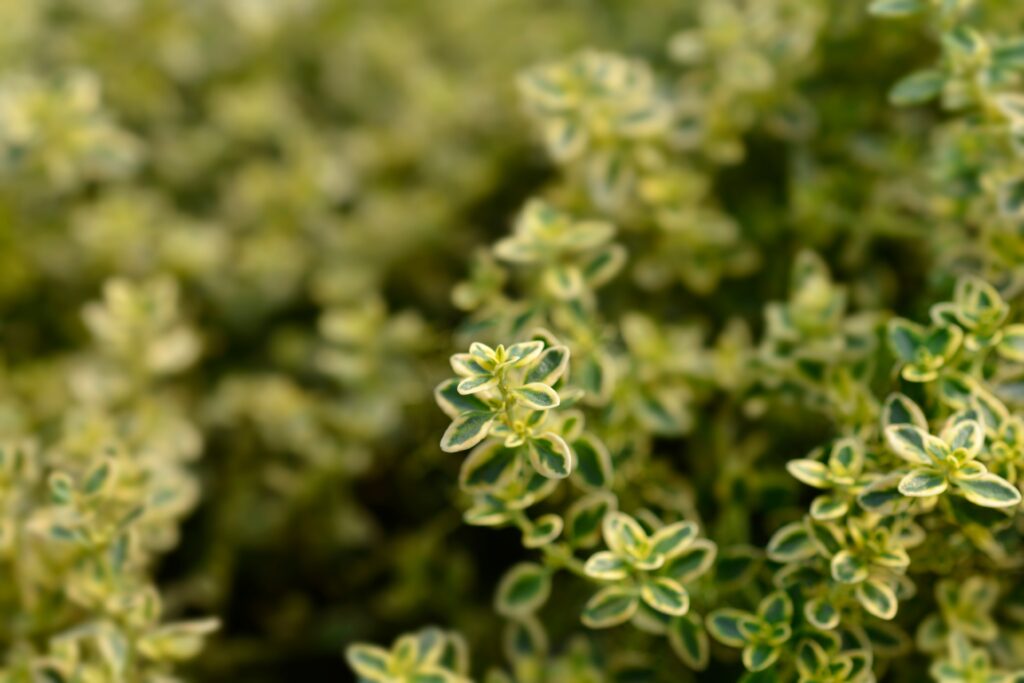 Timo limone rampicante (Thymus x citriodorus)