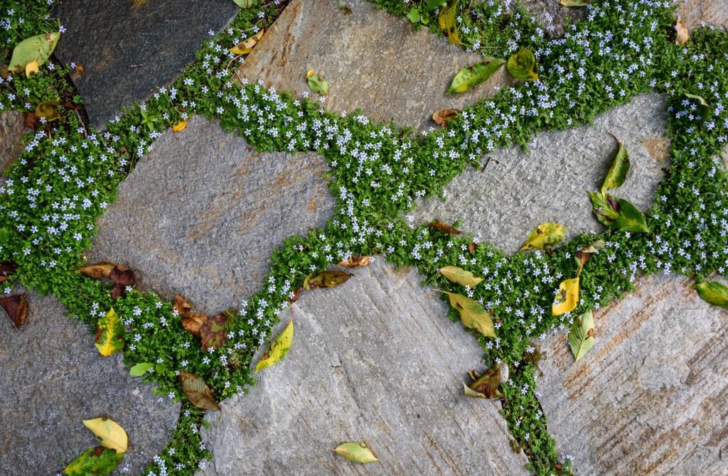 Patio lastricato con strisciante copertura del terreno a stella blu in fiore tra le pietre