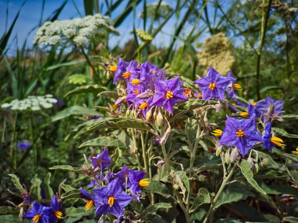 belladonna foglia d'argento