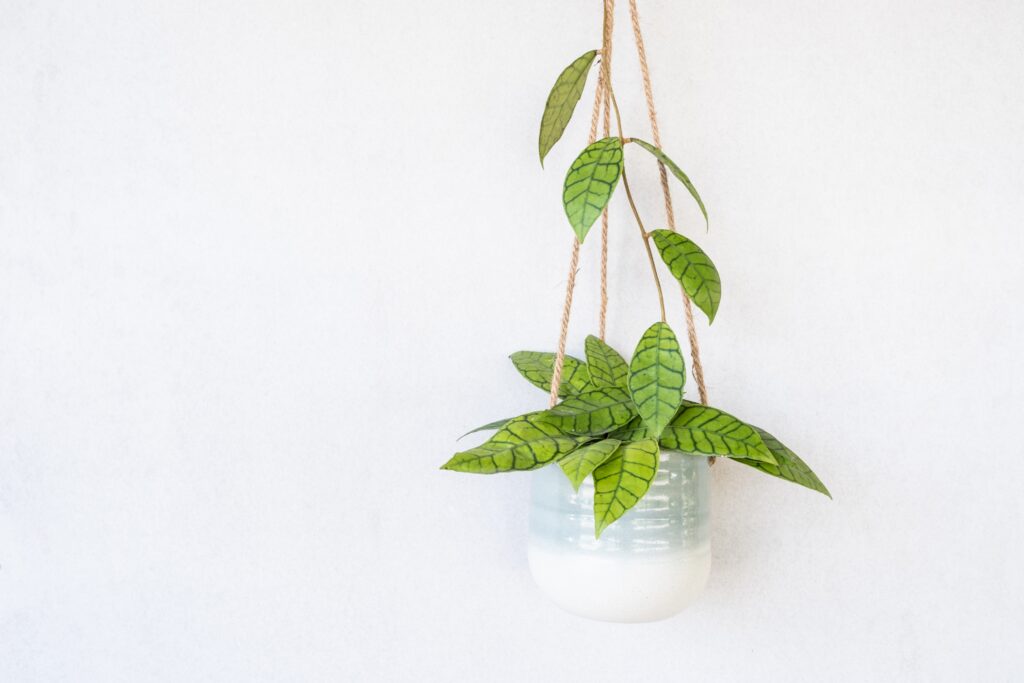 Hoya callistophylla in un cesto appeso
