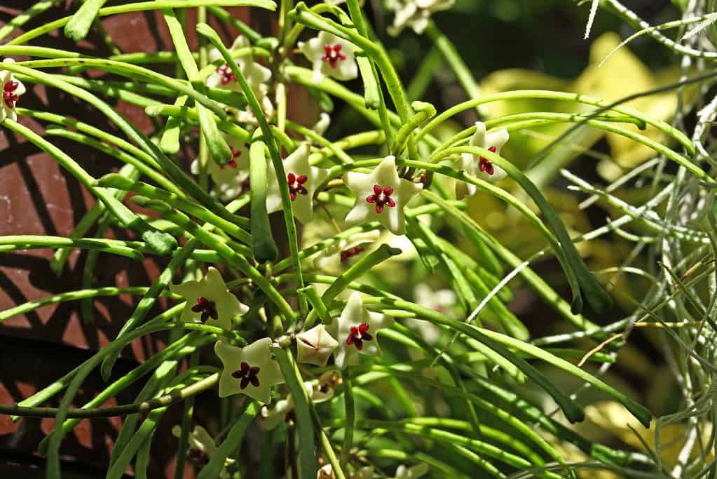 Hoya retusa fiori