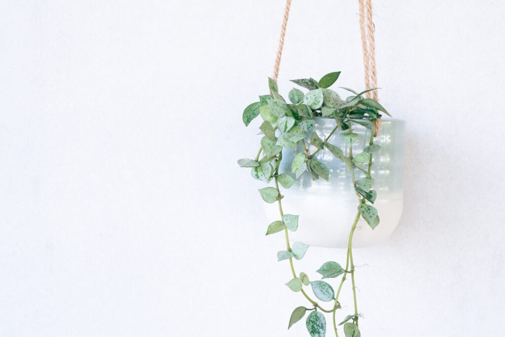 Eskimo hoya pianta in un contenitore sospeso