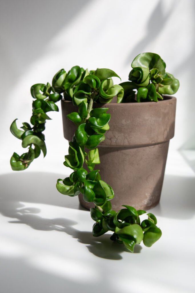 Hoya compacta in vaso