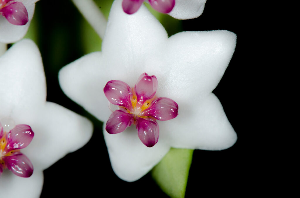 I fiori di bella hoya si chiudono in su