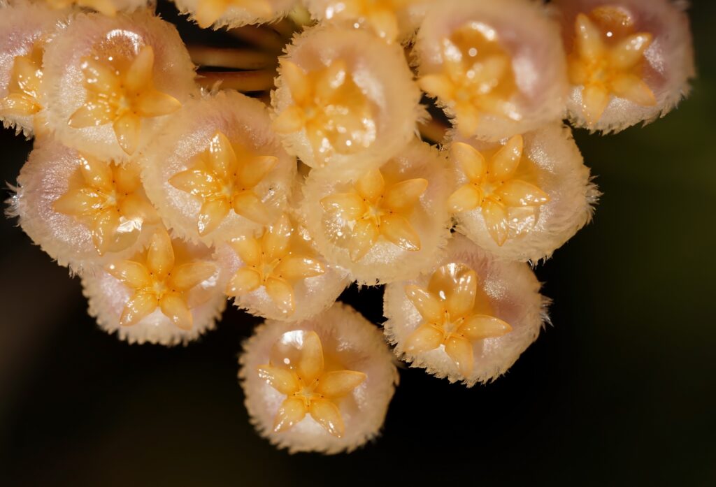 Primo piano di alba hoya fiori contro uno sfondo nero
