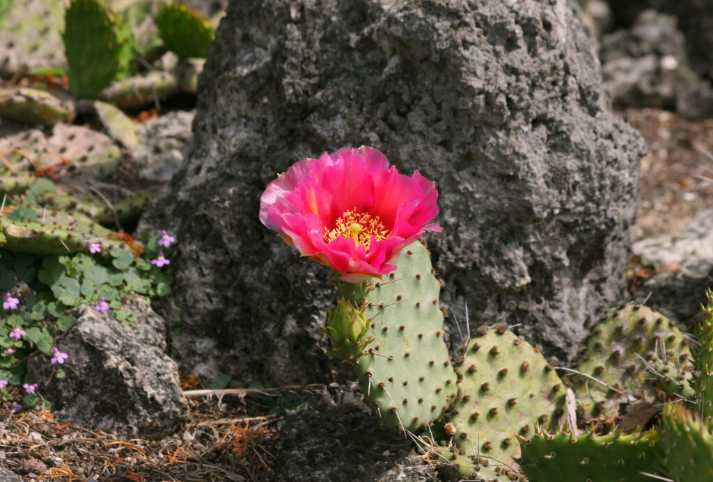 Immagine del fico d'india delle pianure con un fiore rosa in fiore.