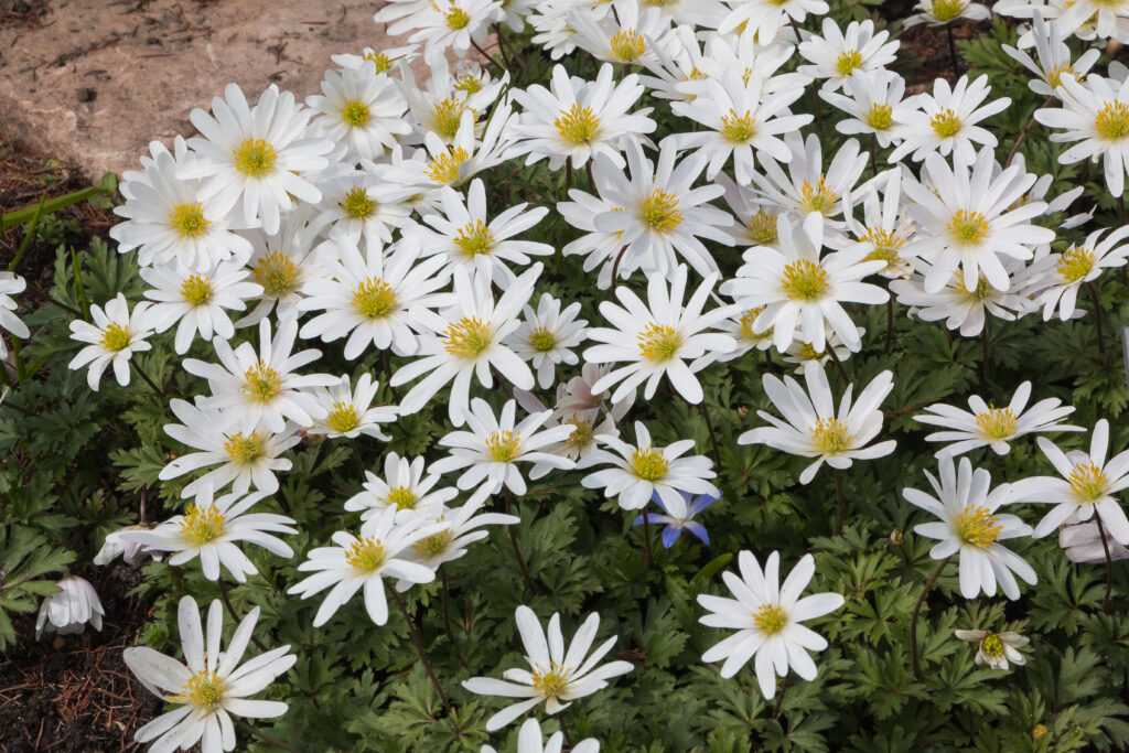 Anemone blanda 'White Splendour'