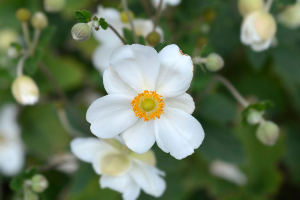 Anemone x hybrida 'Honorine Jobert'