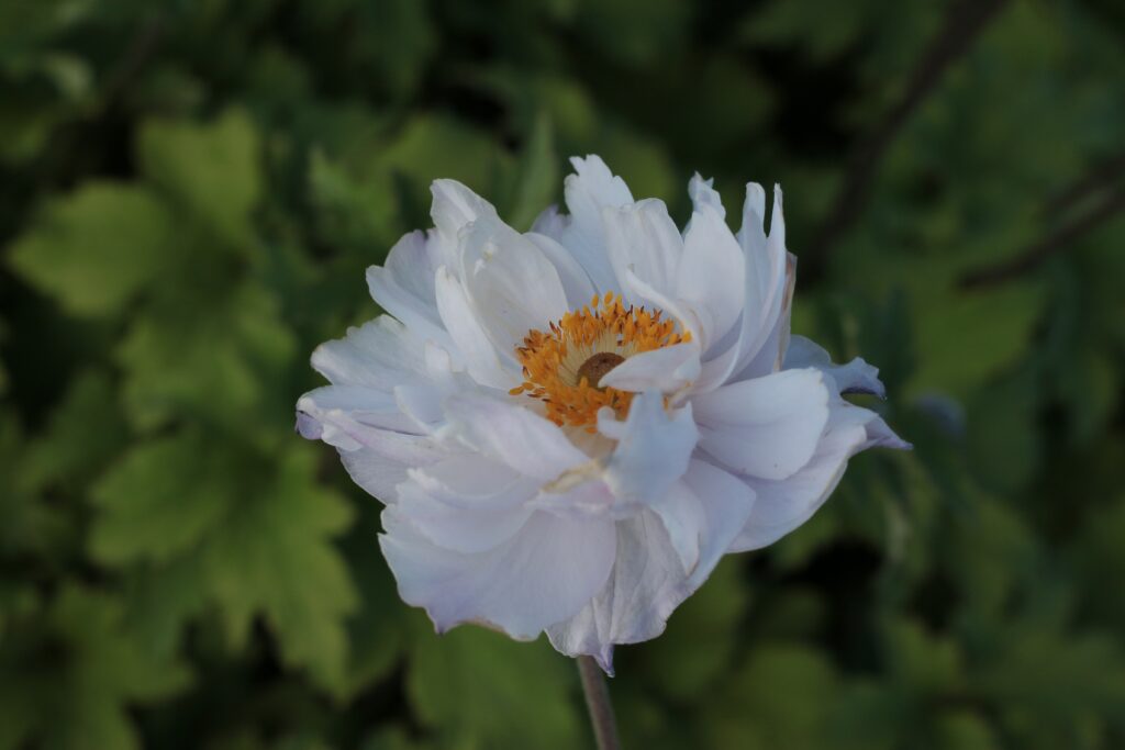 Anemone x hybrida 'Frilly Knickers' - Anemoni bianchi