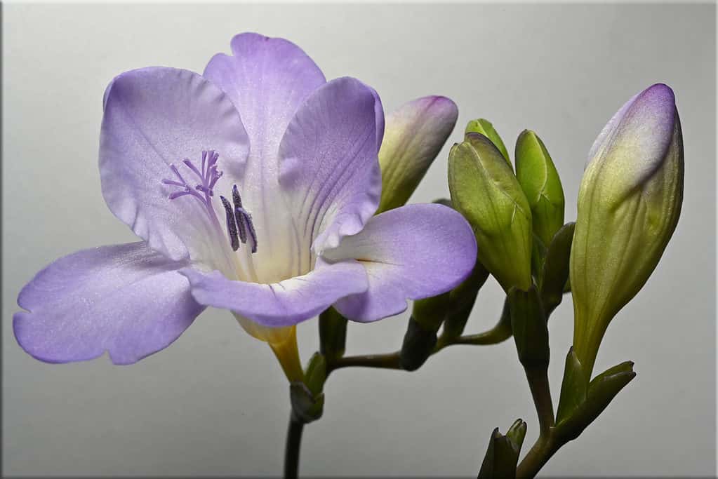 Fiori di fresia
