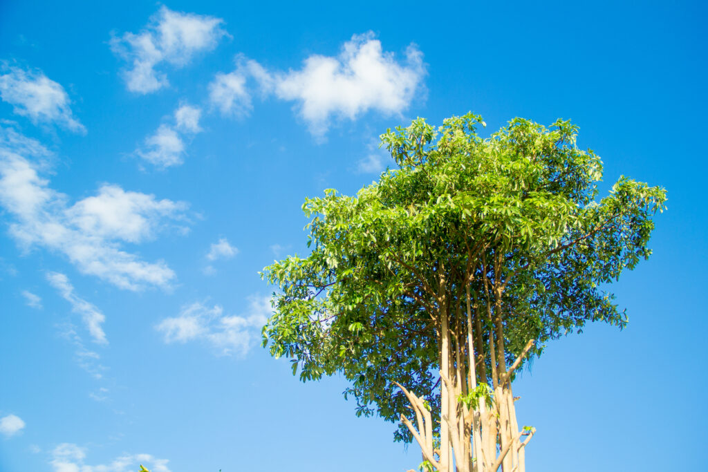 Alstonia scholaris - Milkwood Pine - Alberi originari del Vietnam