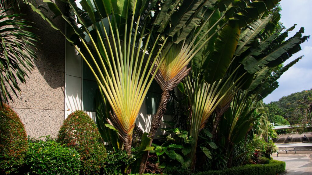 Palma del viaggiatore - Alberi originari del Vietnam