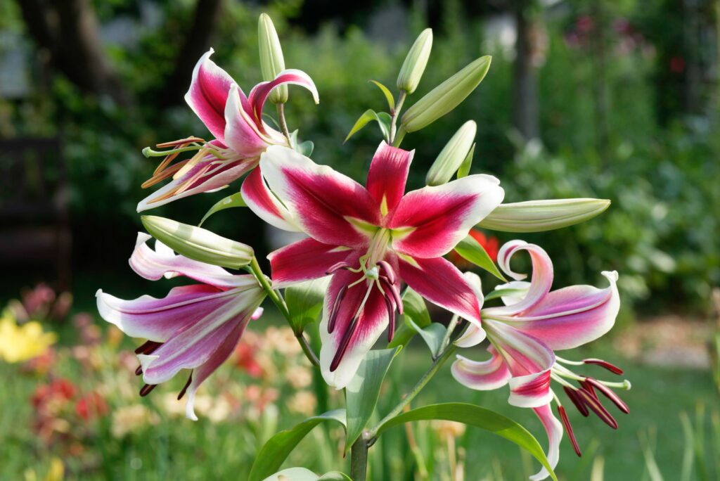 Lily 
