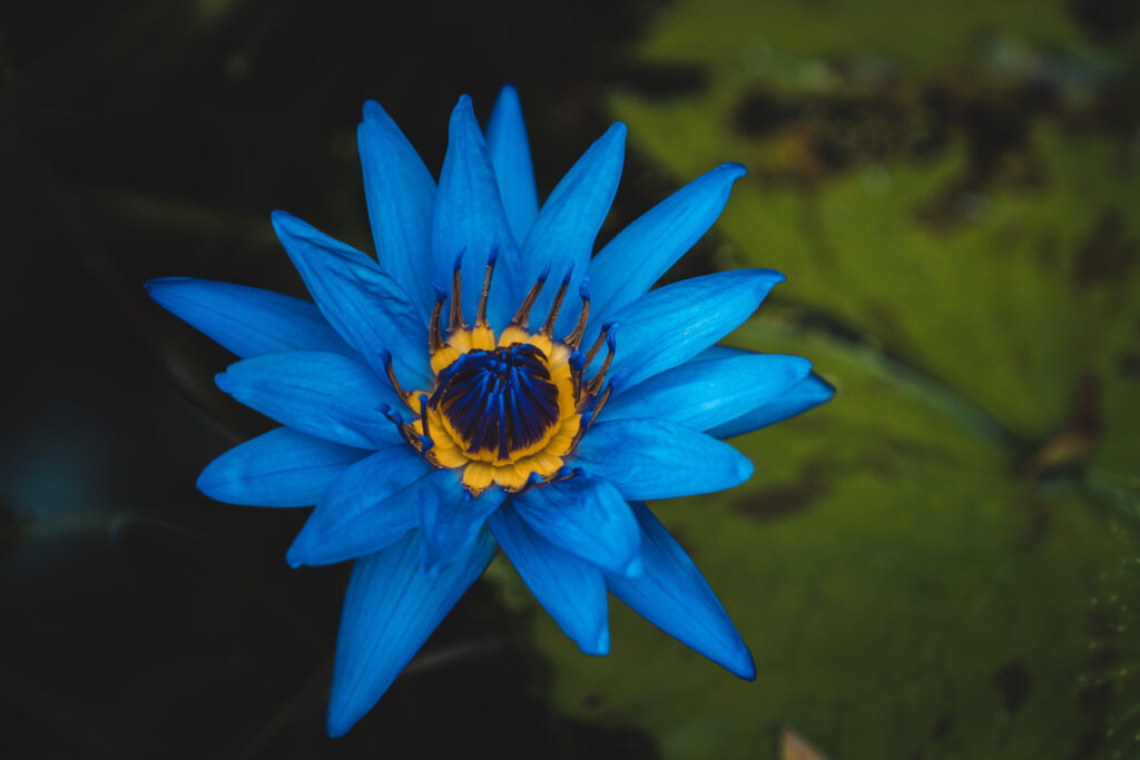 Ninfea 'Direttore George T. Moore'