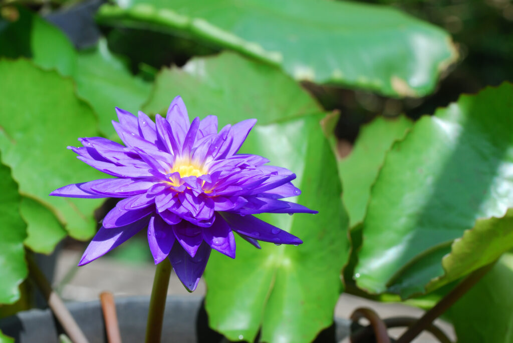 Ninfea 'Re del Siam'