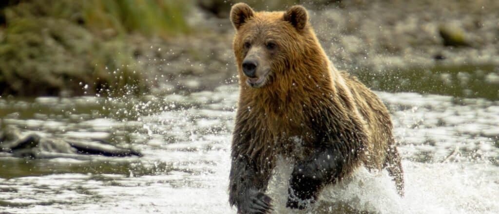 Animali nel Montana
