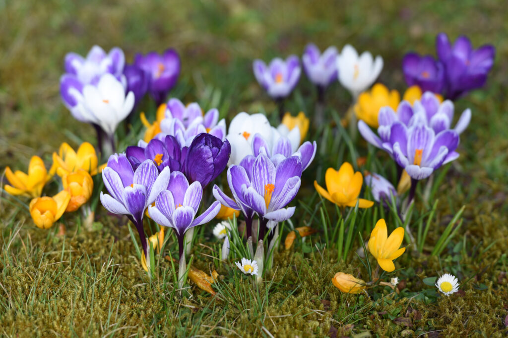 Crochi di viola e giallo
