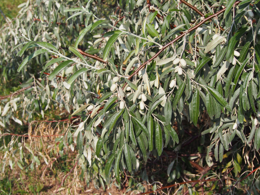 Oliva russa