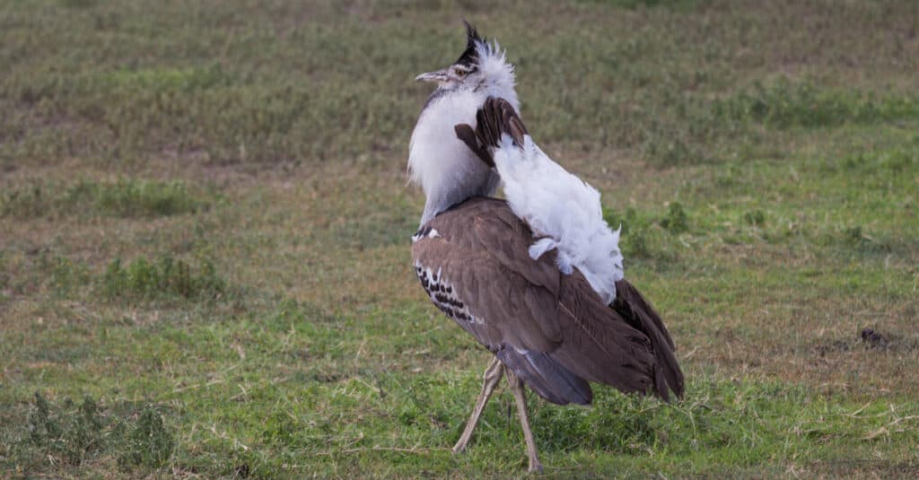 L'otarda Kori è il più grande uccello volante originario dell'Africa. Preso nel cratere di Ngorongoro della Tanzania.
