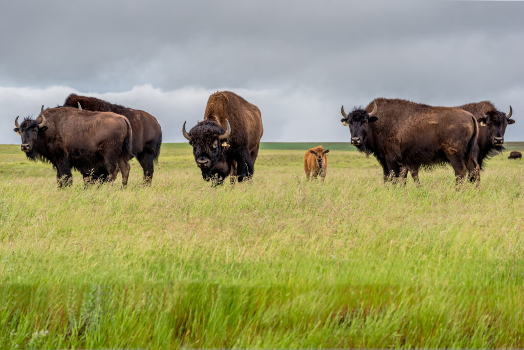 Mandria di bisonti delle pianure che proteggono il vitello