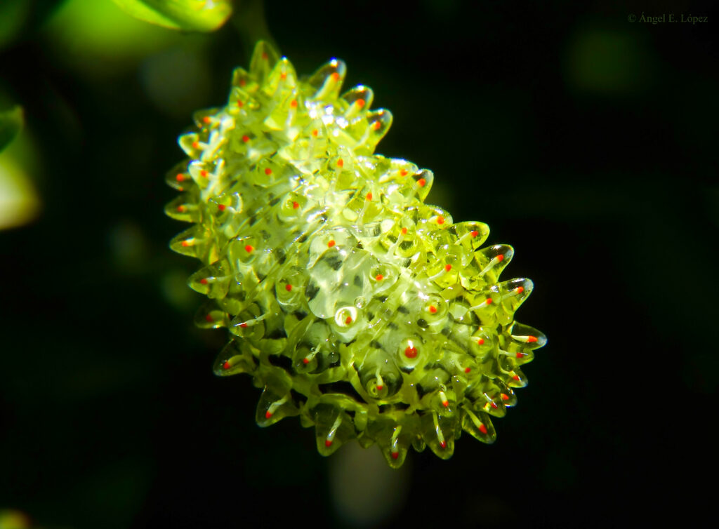Dalceridae Bruco