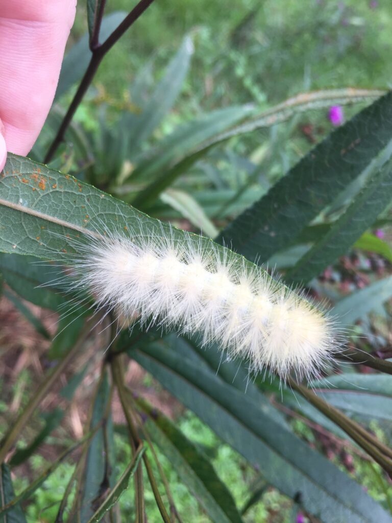 Bruco Virginian Tiger Moth (Spilosoma virginica).